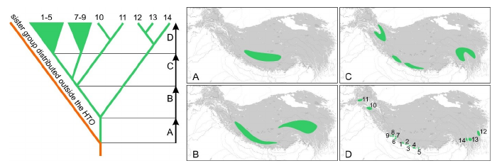 Simplified model of the development of trans-Tibet disjunct distributional patterns in a hypothetical species group, with 14 extant local endemic species. A hypothetical phylogeny of the group is shown to the left, and four different development stages (A–D) of the distributional area are modelled on the current HTO topography; the time slices of these development stages are shown in the tree diagram (intervals marked by black arrows). E.g., if the ancestor of this species group was adapted to the temperate climate, the first bifurcation (beginning of time slice B) corresponds with the point of time in which the distributional area began to separate into a southwestern and an eastern portion because the uplift of Tibet’s interior topped the temperate climatic belt. At the same time, new habitats continuously develop along orogen margins.